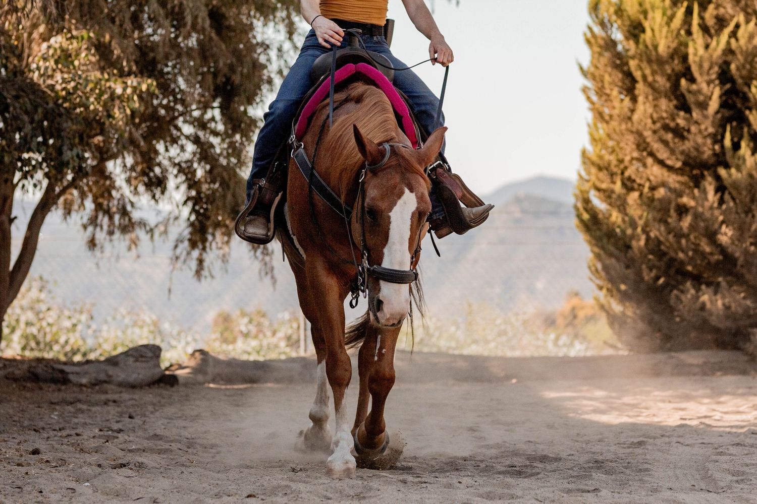 Quarter horse in area