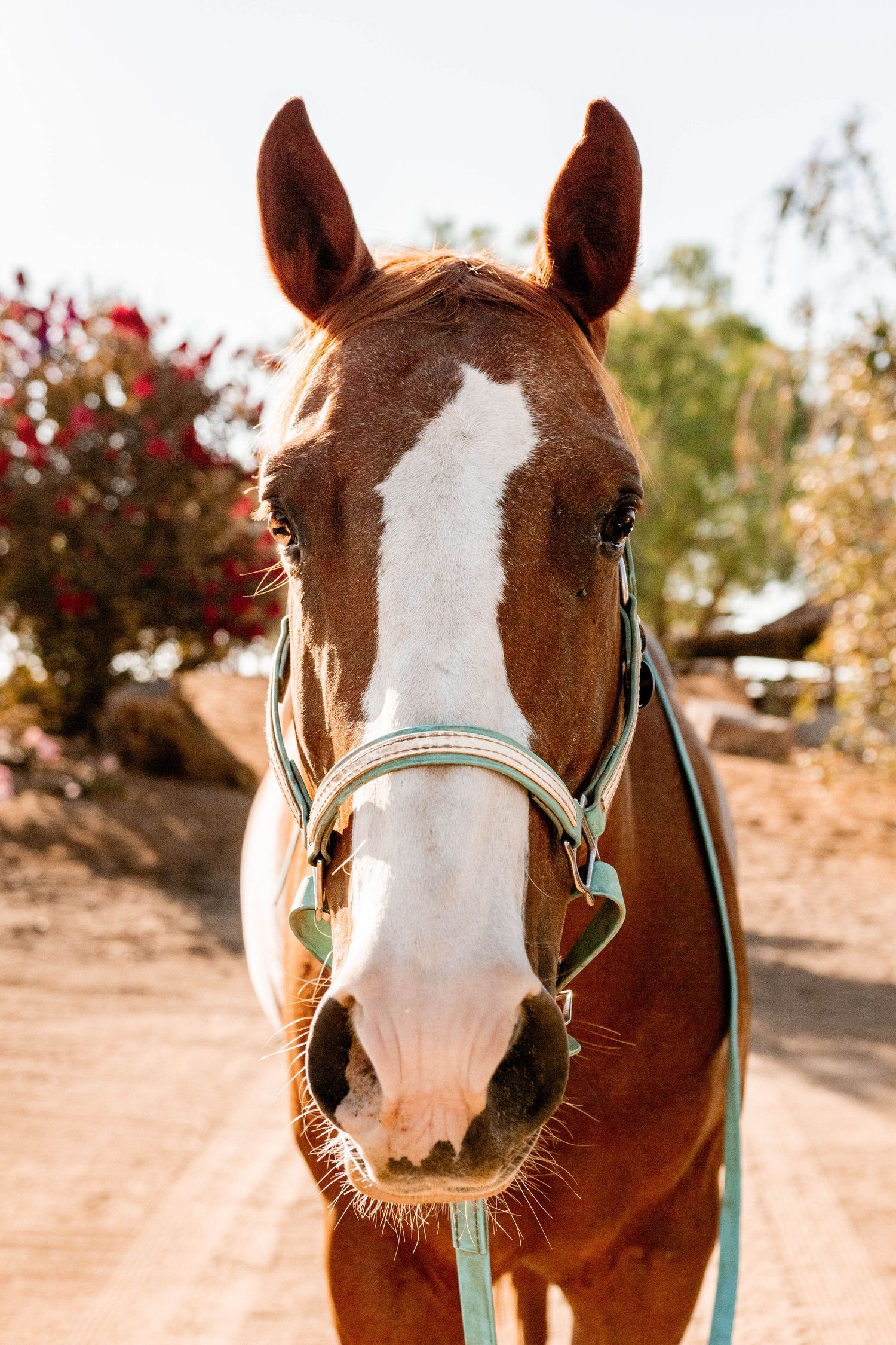 portrait of horse's face