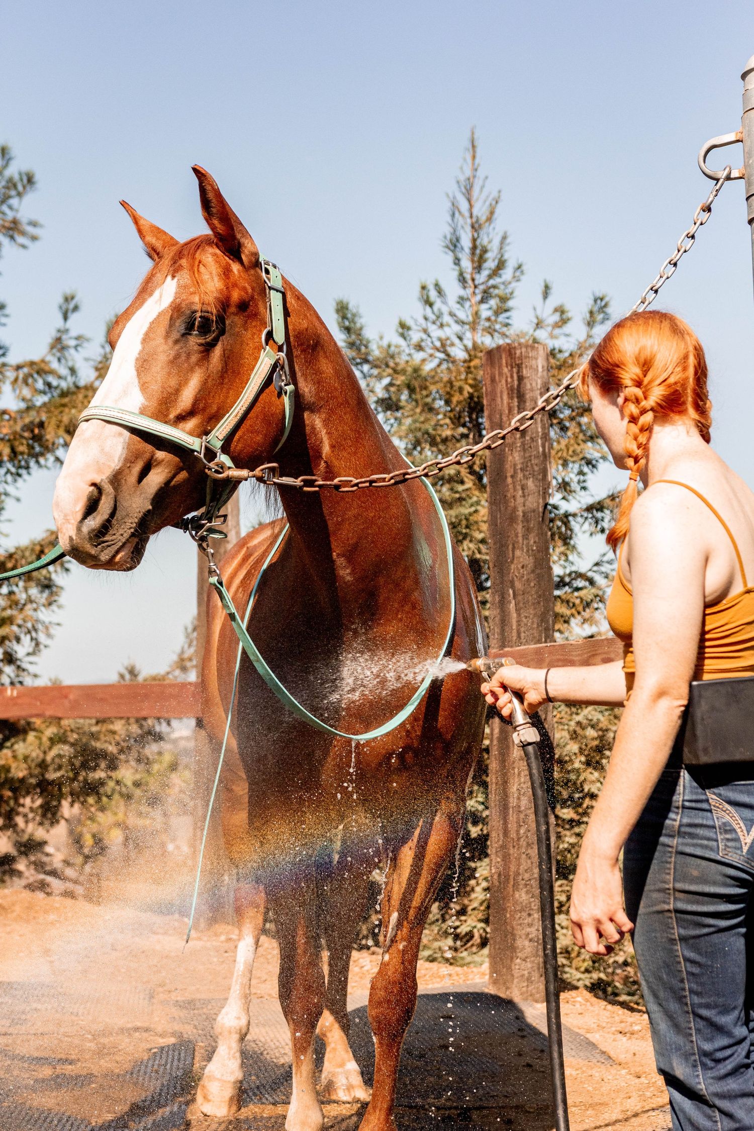 Girl sprays down horse after a ride