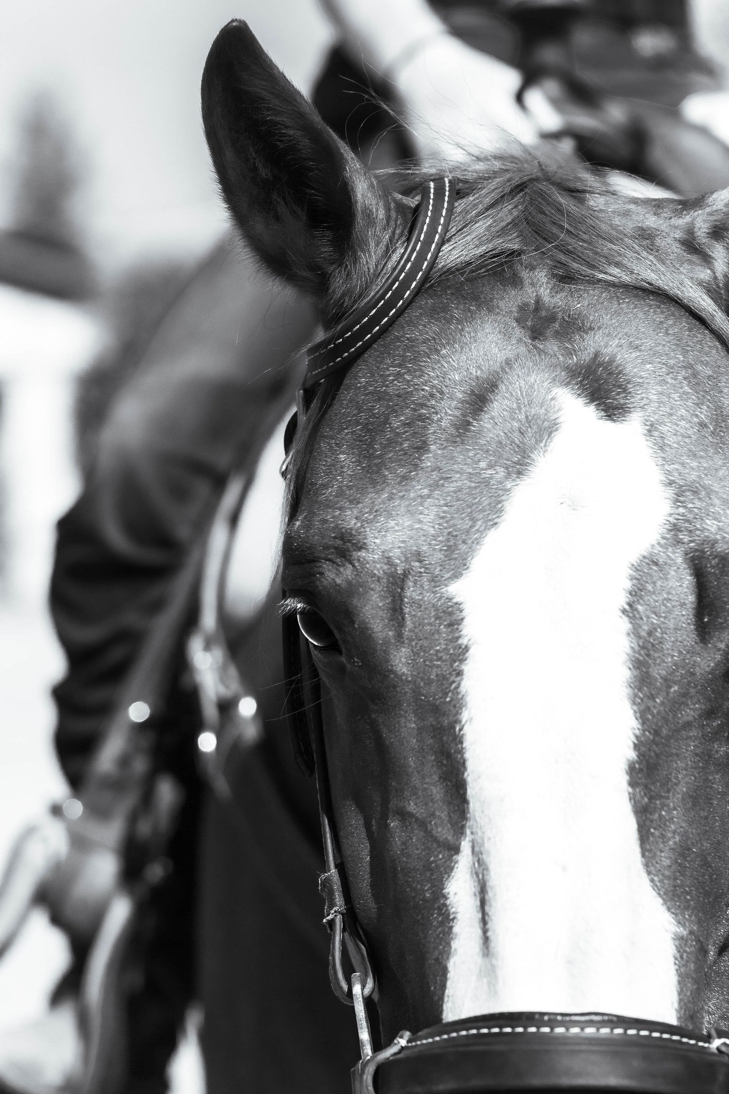 Up close photo of horse, detail focus on horse's head