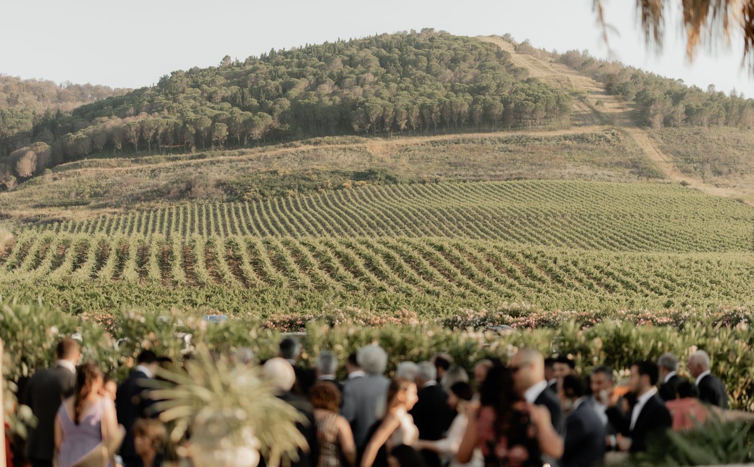 Outdoor wedding reception with guests mingling against a stunning backdrop of rolling vineyard hills.