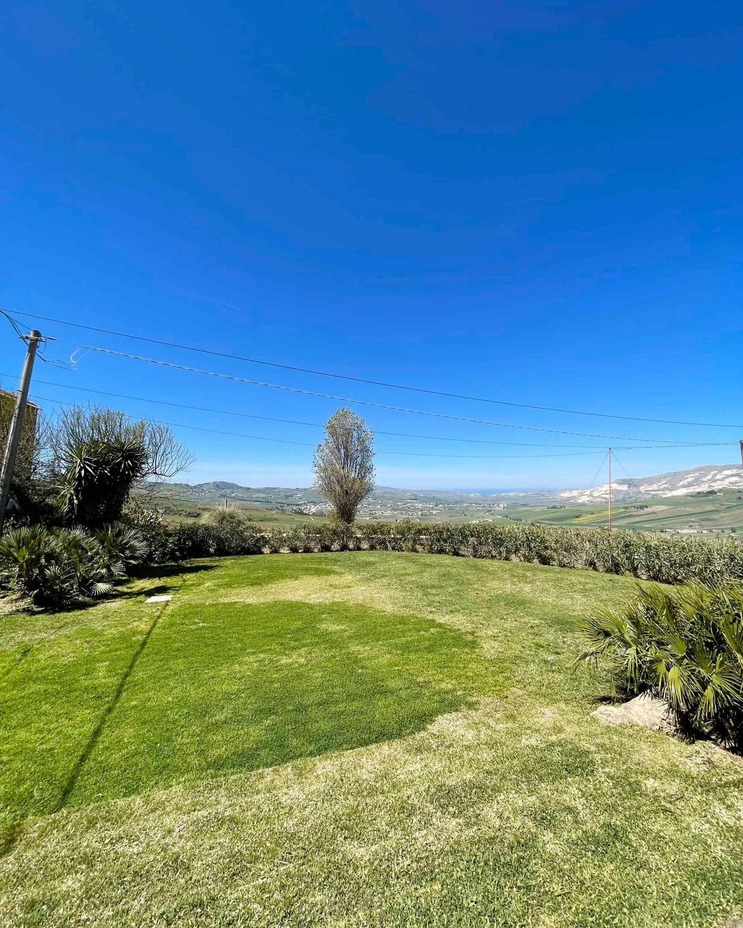 Panoramic valley view from green lawn with lone tree and yucca plants under blue sky.