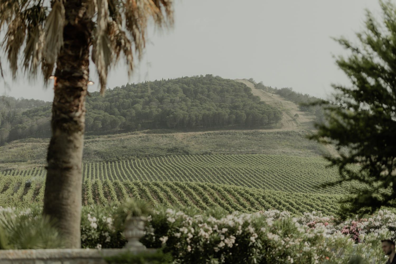 Lush vineyard rows stretch across rolling hills with a palm tree and flowering shrubs framing the scenic landscape.
