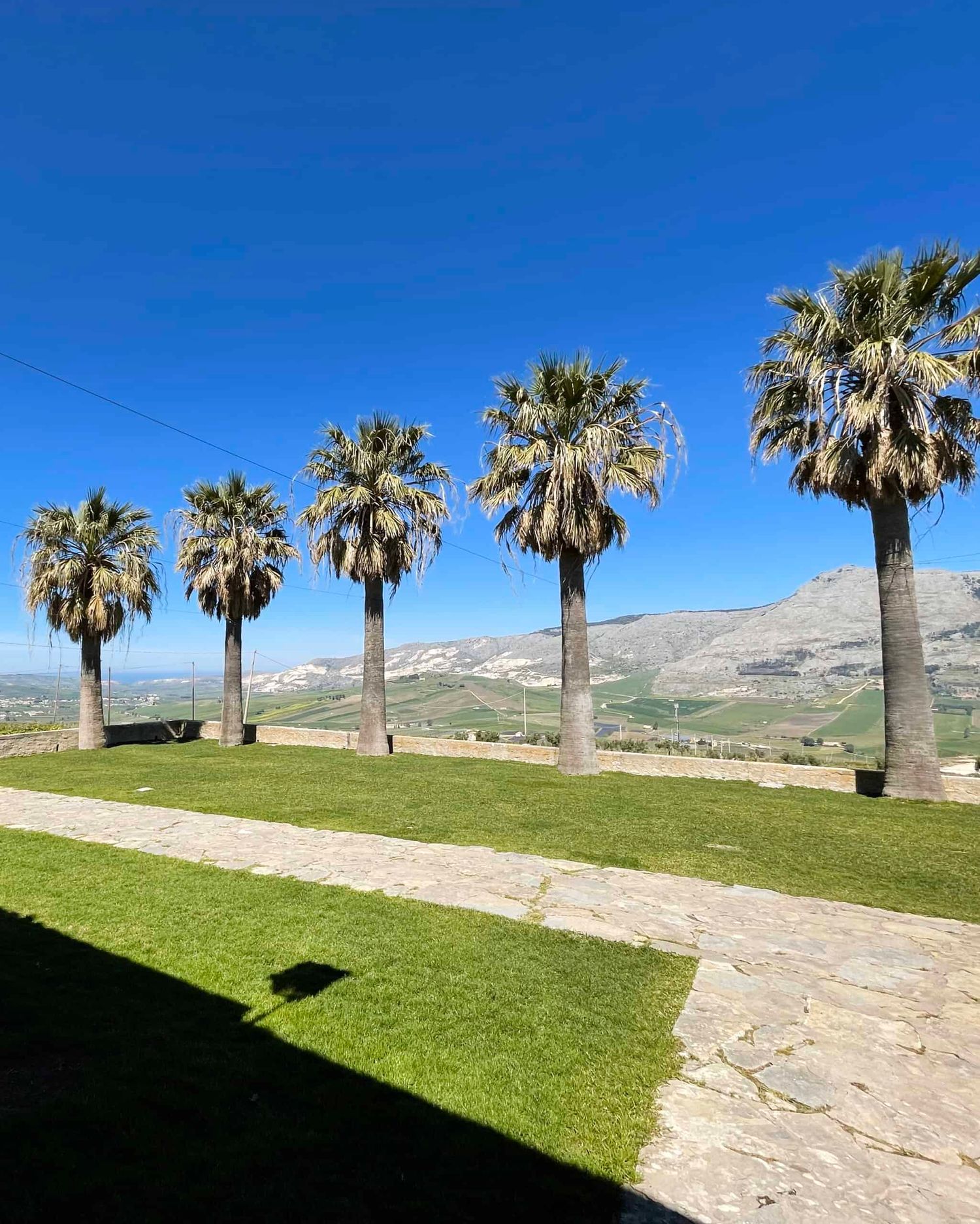 Four tall palm trees line a lush green lawn with mountain views under a vivid blue sky.