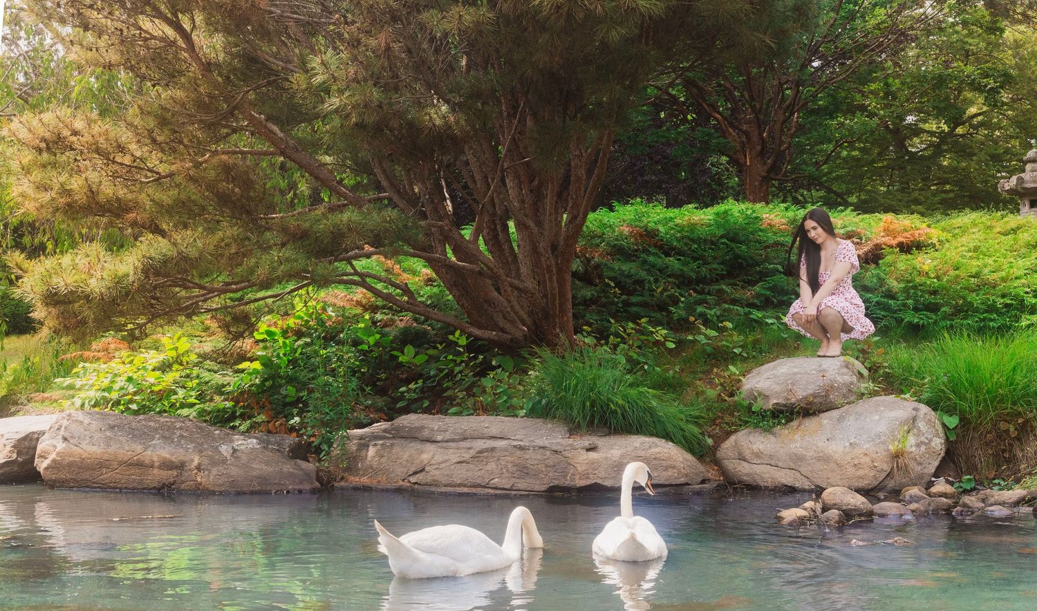 Beautiful white swans gliding across a serene pond surrounded by lush greenery. Roger William Park, Providence, Rhode Island