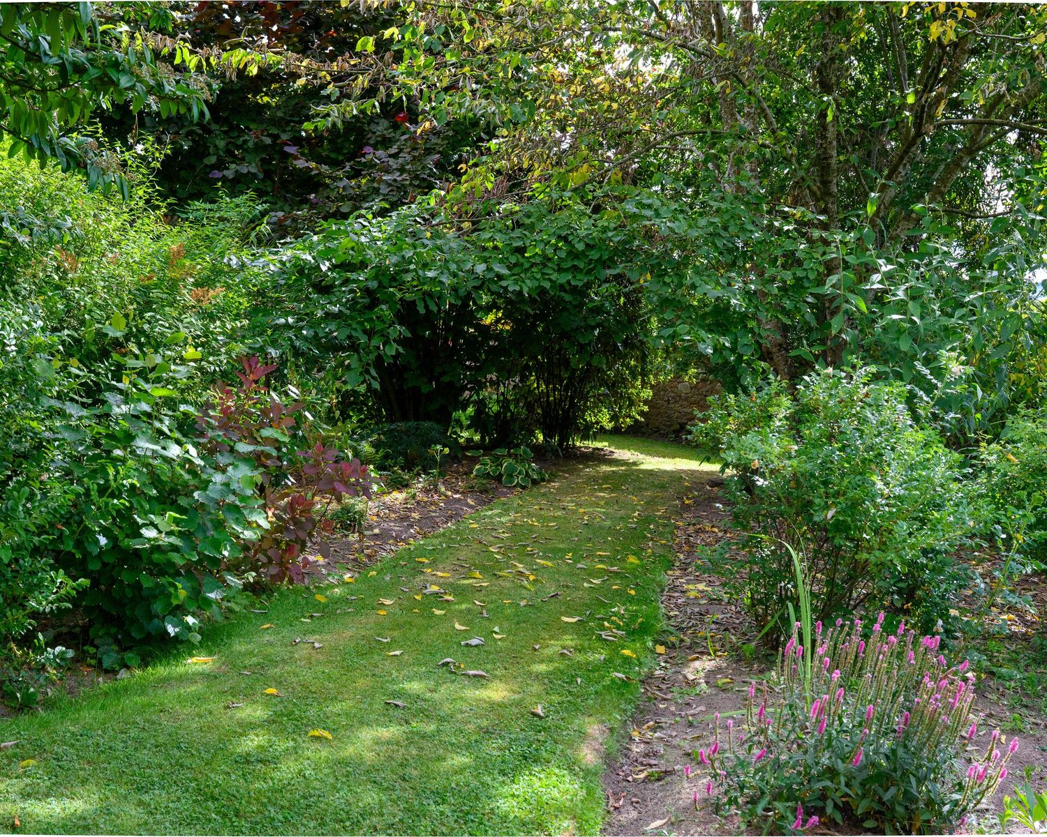 Lush green garden path lined with flowering plants and dense trees creating a serene natural tunnel.
