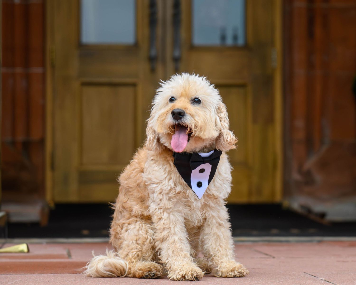 Fluffy golden Labradoodle dog sitting outdoors wearing a black tuxedo bandana with tongue out.