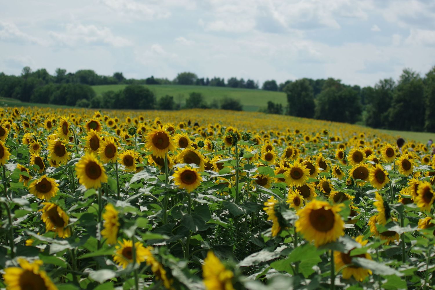Vast field of bright yellow sunflowers stretching to the horizon under a summer sky.