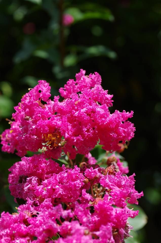 Vibrant pink crape myrtle blossoms with ruffled petals against a dark background.