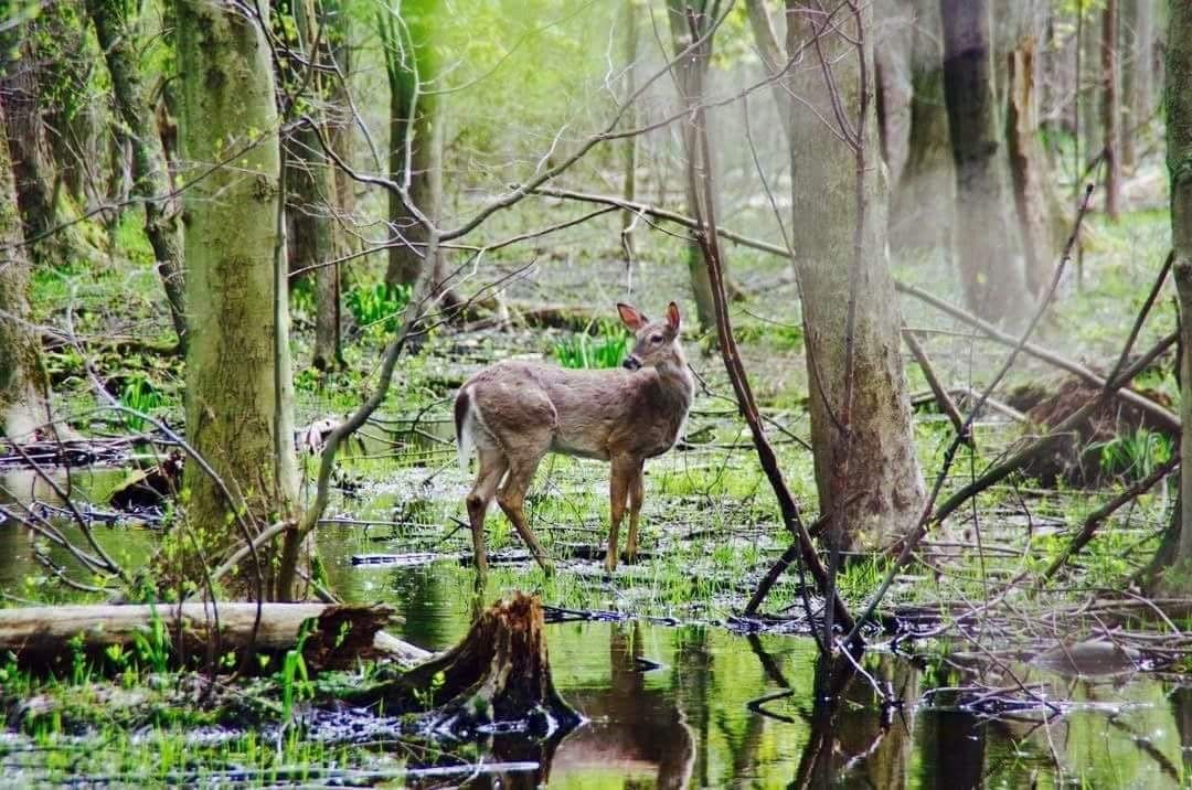 A young deer stands alert in a swampy forest setting surrounded by green vegetation.