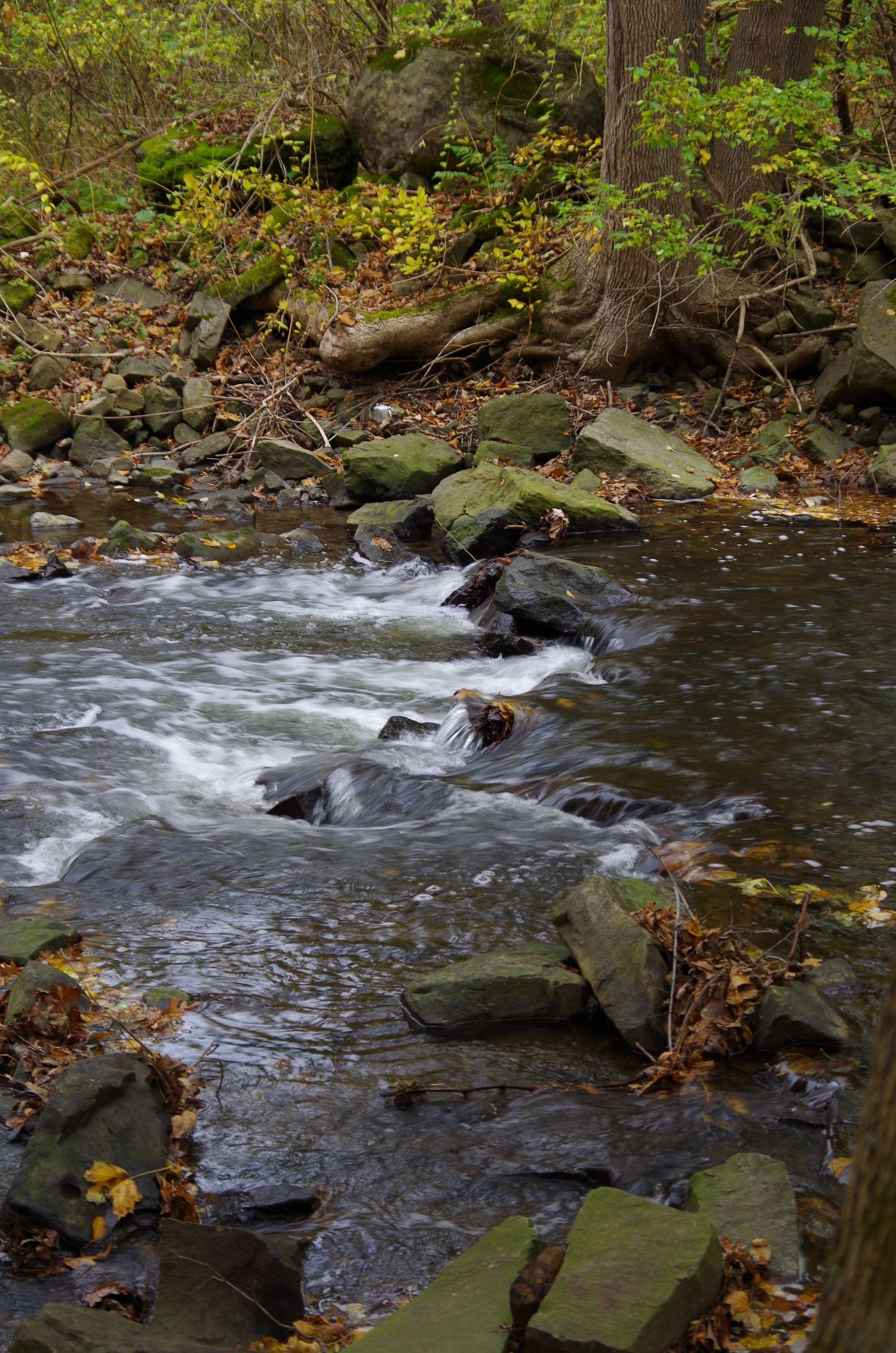 Swift moving creek water flows over rocks surrounded by autumn foliage and mossy stones.
