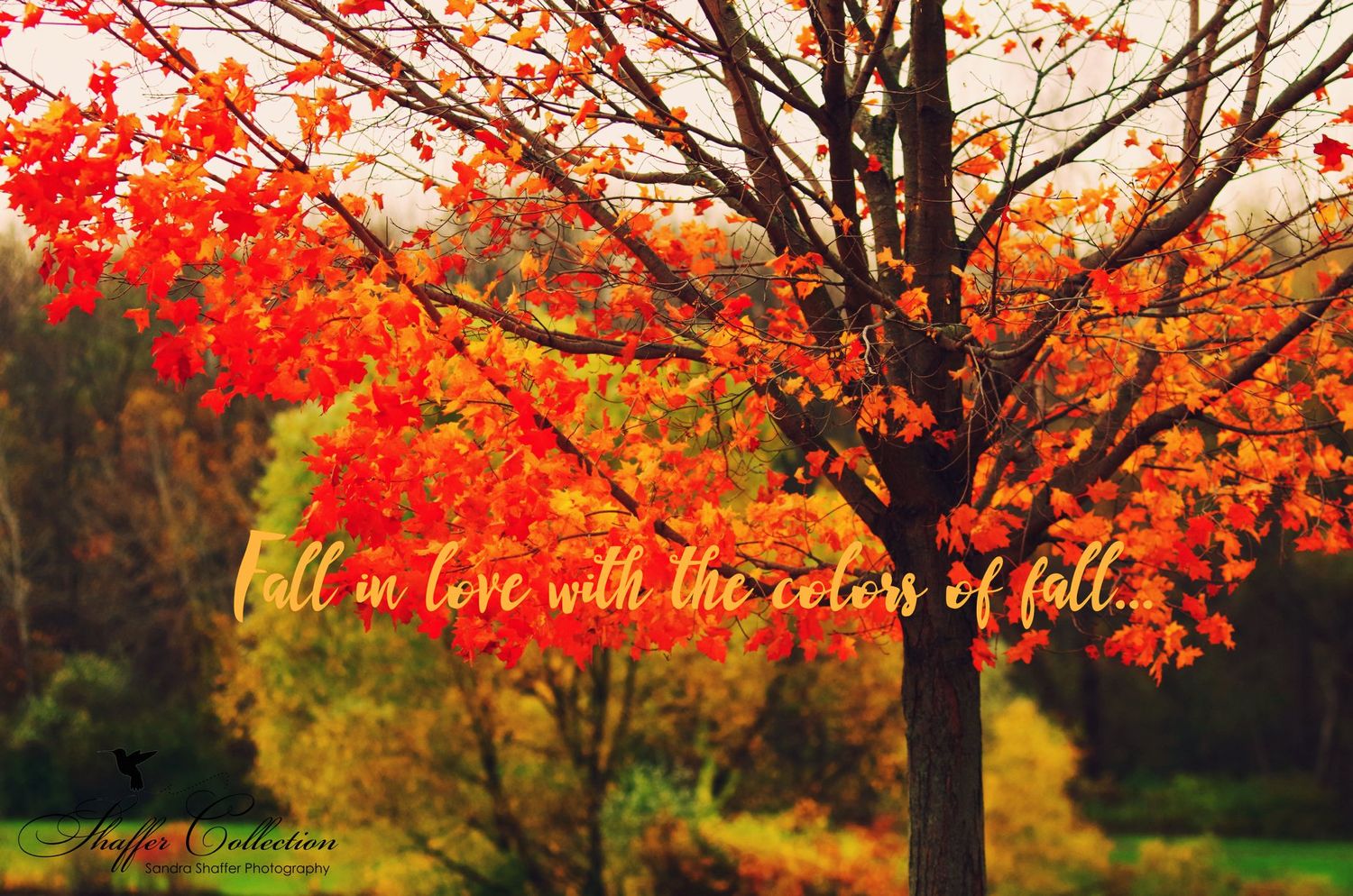 Vibrant red autumn maple leaves against a blurred forest background with inspirational text overlay about fall.