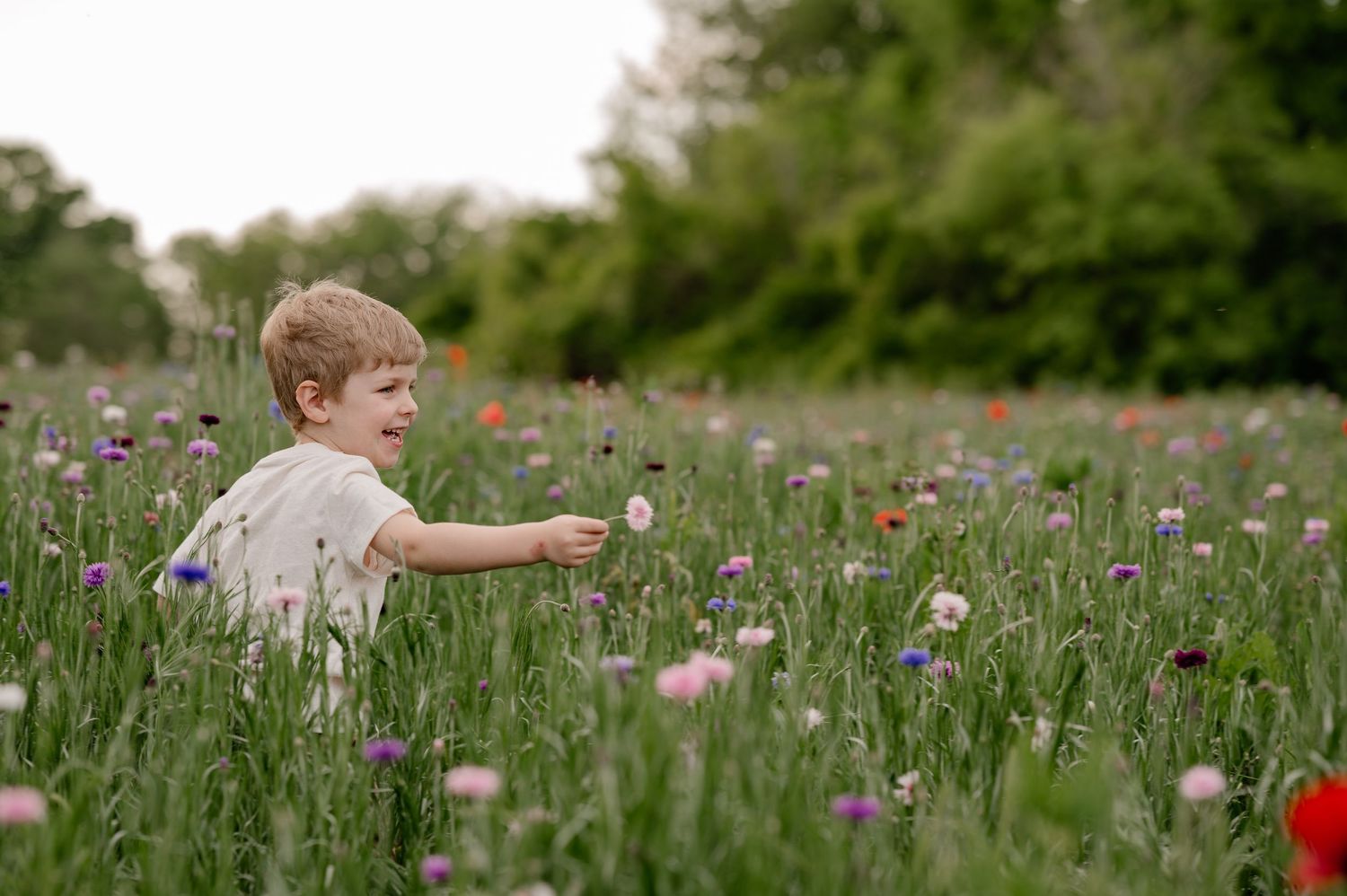 Boy playing with flowers  in large field of wildflowers on a clear day for a Spring family photo session in Richardson, TX