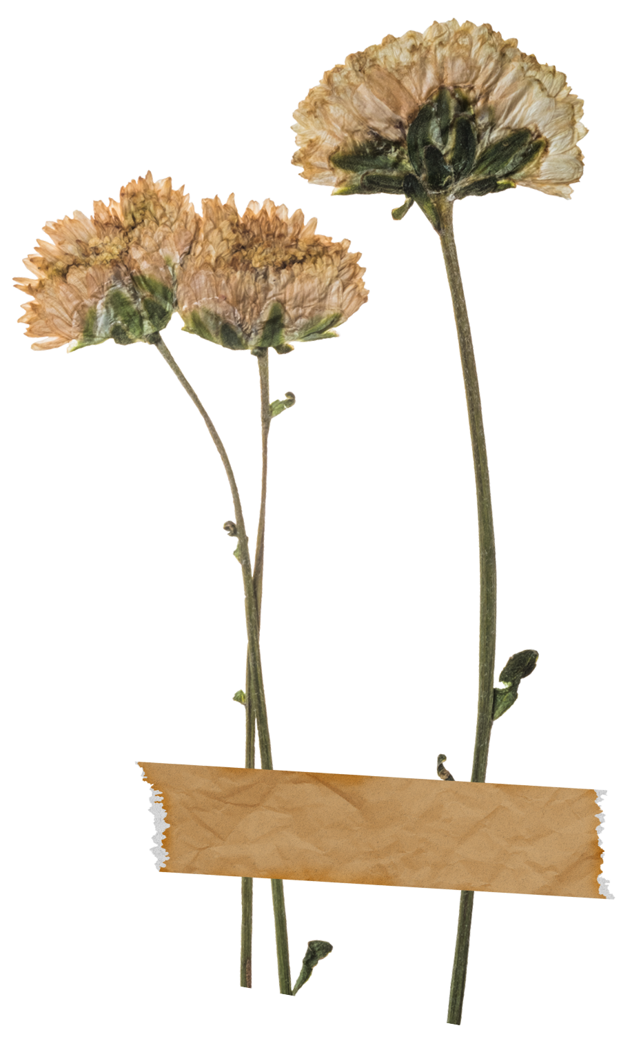 Dried beige carnation flowers.