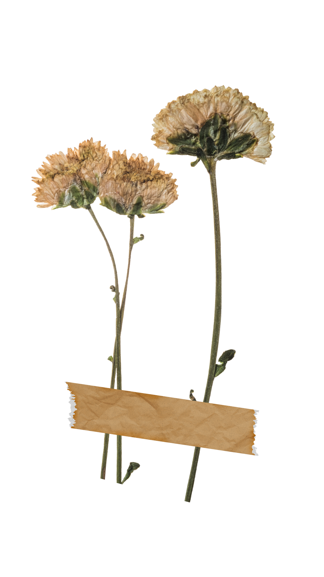 Dried carnation flower with tape
