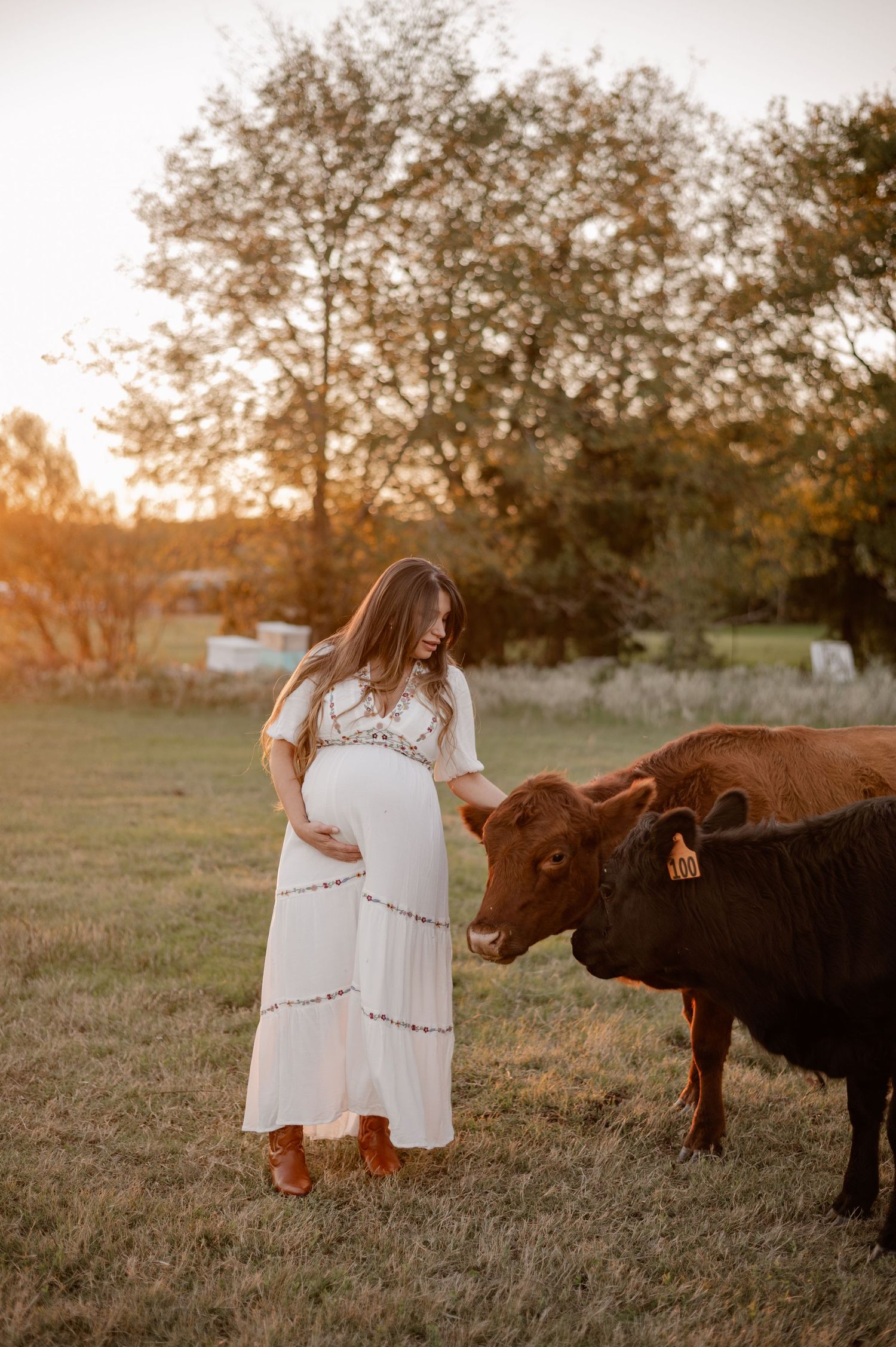 Woman in white dress interacts with cows in field at sunset.