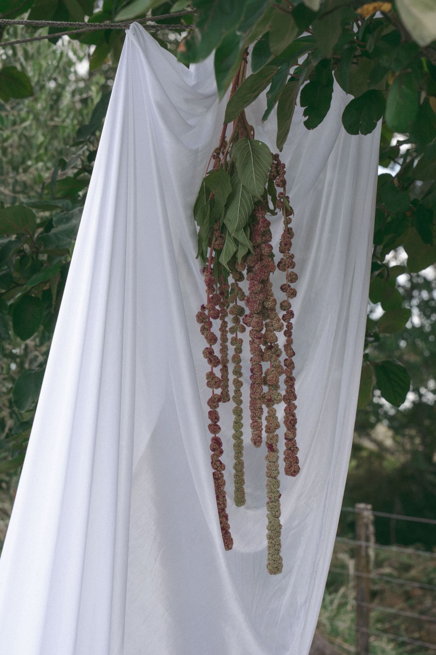 Dried berry clusters hanging from tree branch draped with white fabric outdoors.