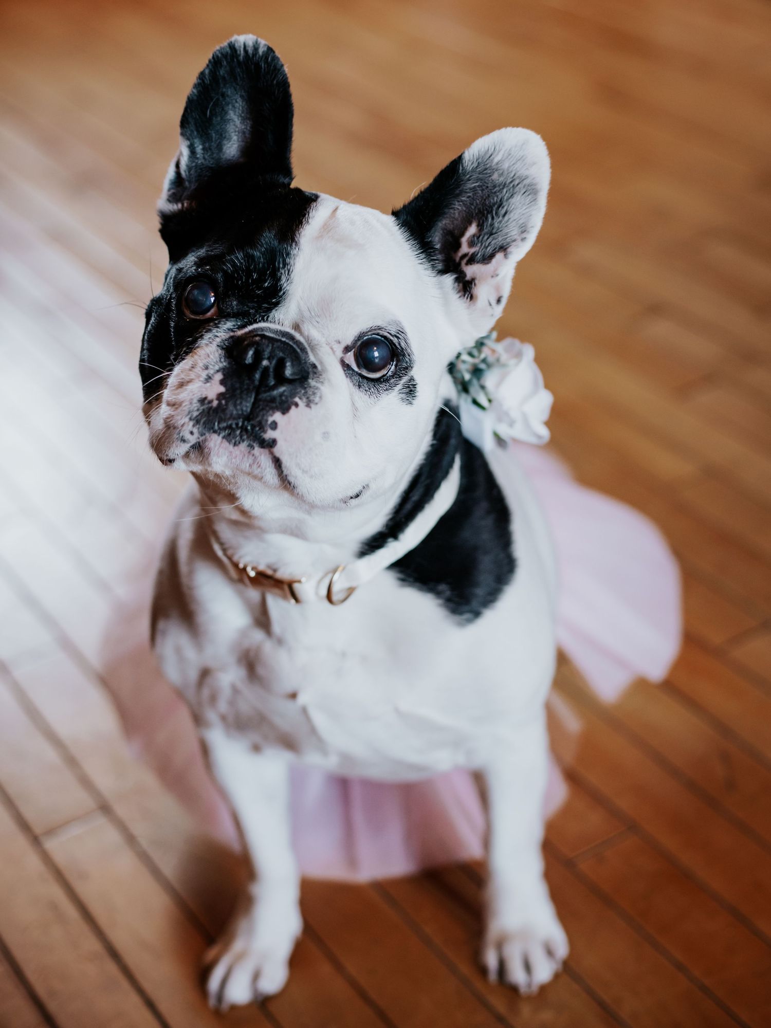 French bulldog in a pink tutu and a collar with a white rose on it.