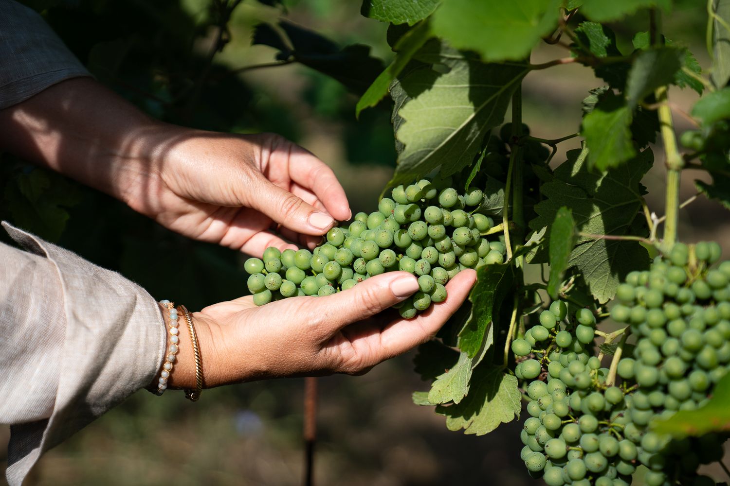 Hands gently holding fresh green wine grapes growing on the vine.