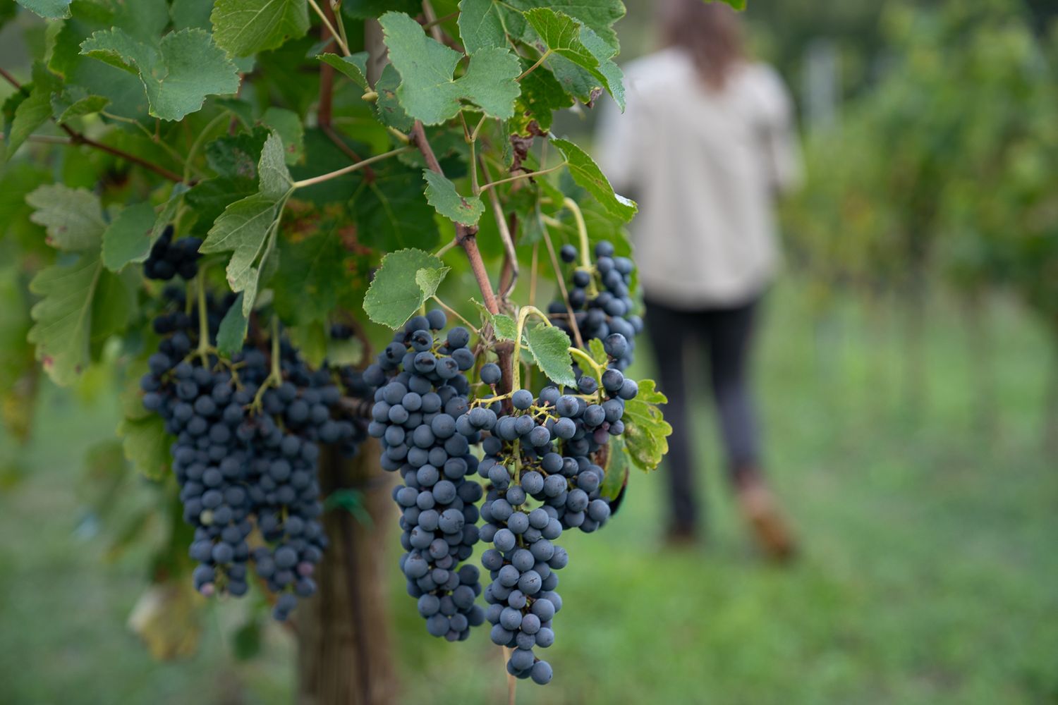 Clusters of ripe purple wine grapes hanging from green vines in a vineyard during harvest season.