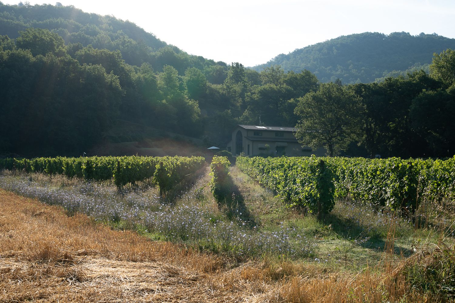 A rustic vineyard setting with neat rows of grape vines leading to a distant structure in the hills.