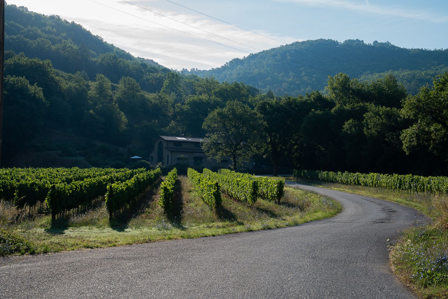 Panoramic view of rolling hills with lush vineyards and winding roads in a scenic wine country landscape.
