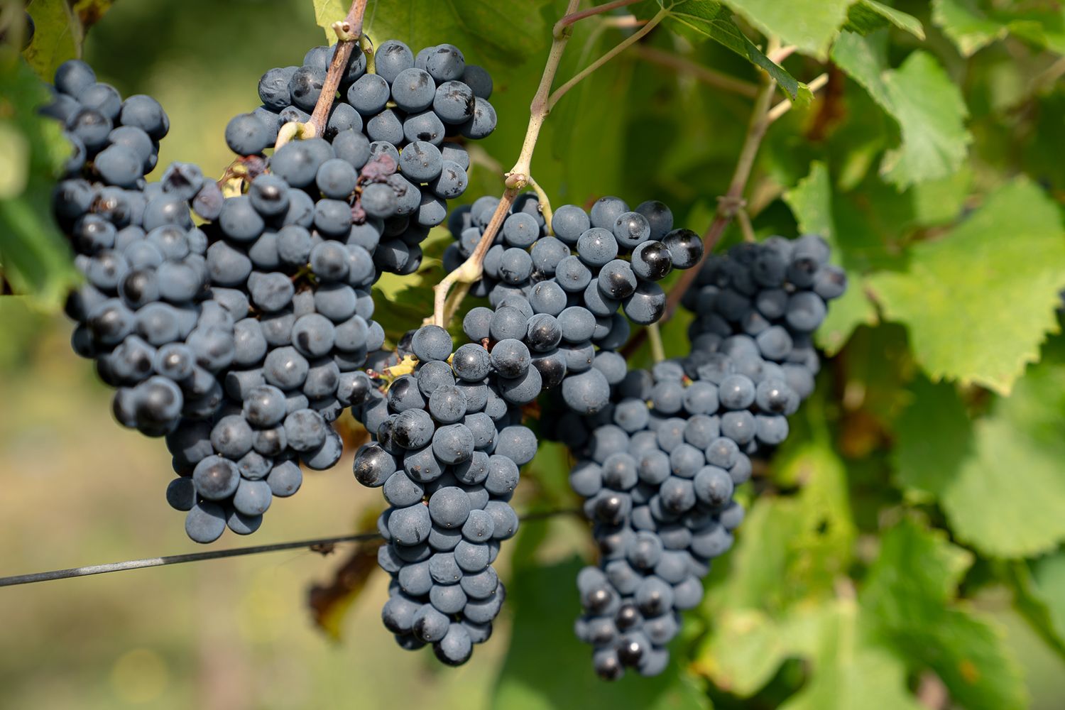 Clusters of ripe purple wine grapes hanging on vines with green leaves in sunlight.