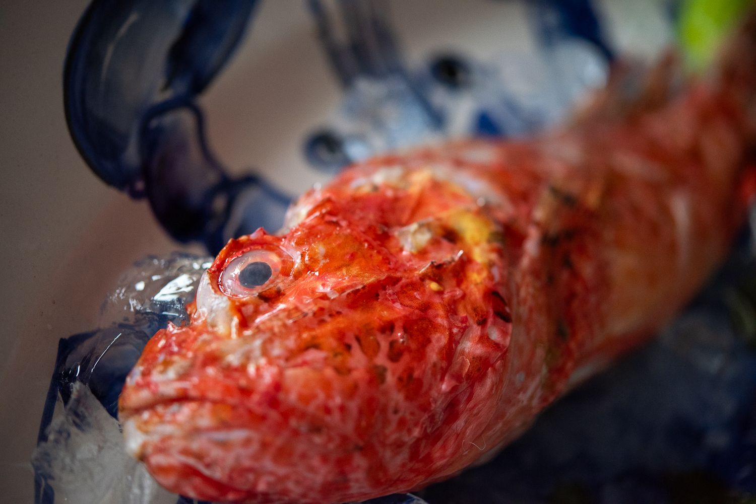 Close-up macro shot of bright red cooked seafood with ice against a blurry background.