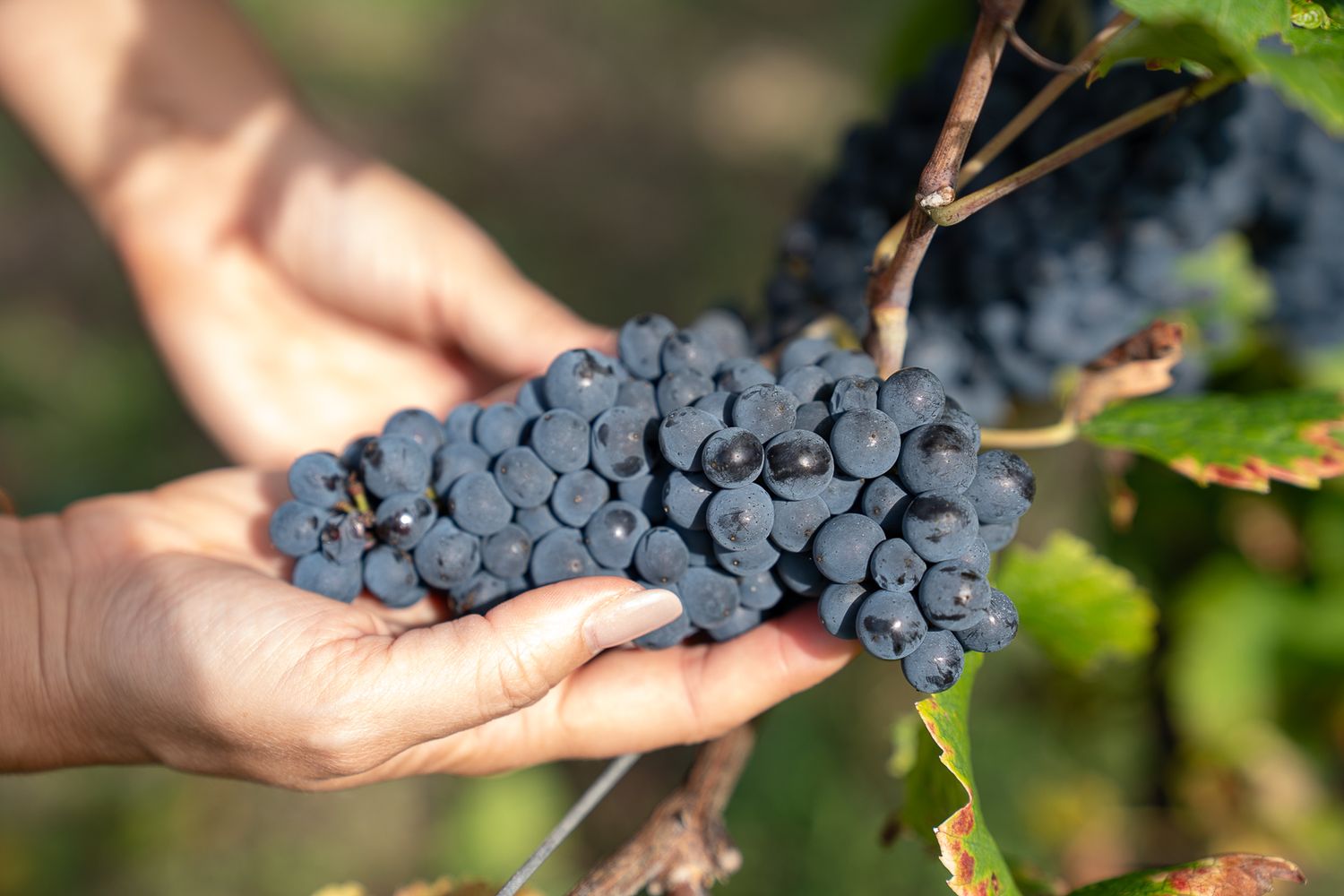Hands carefully harvesting ripe purple wine grapes from grapevines in a sunny vineyard.