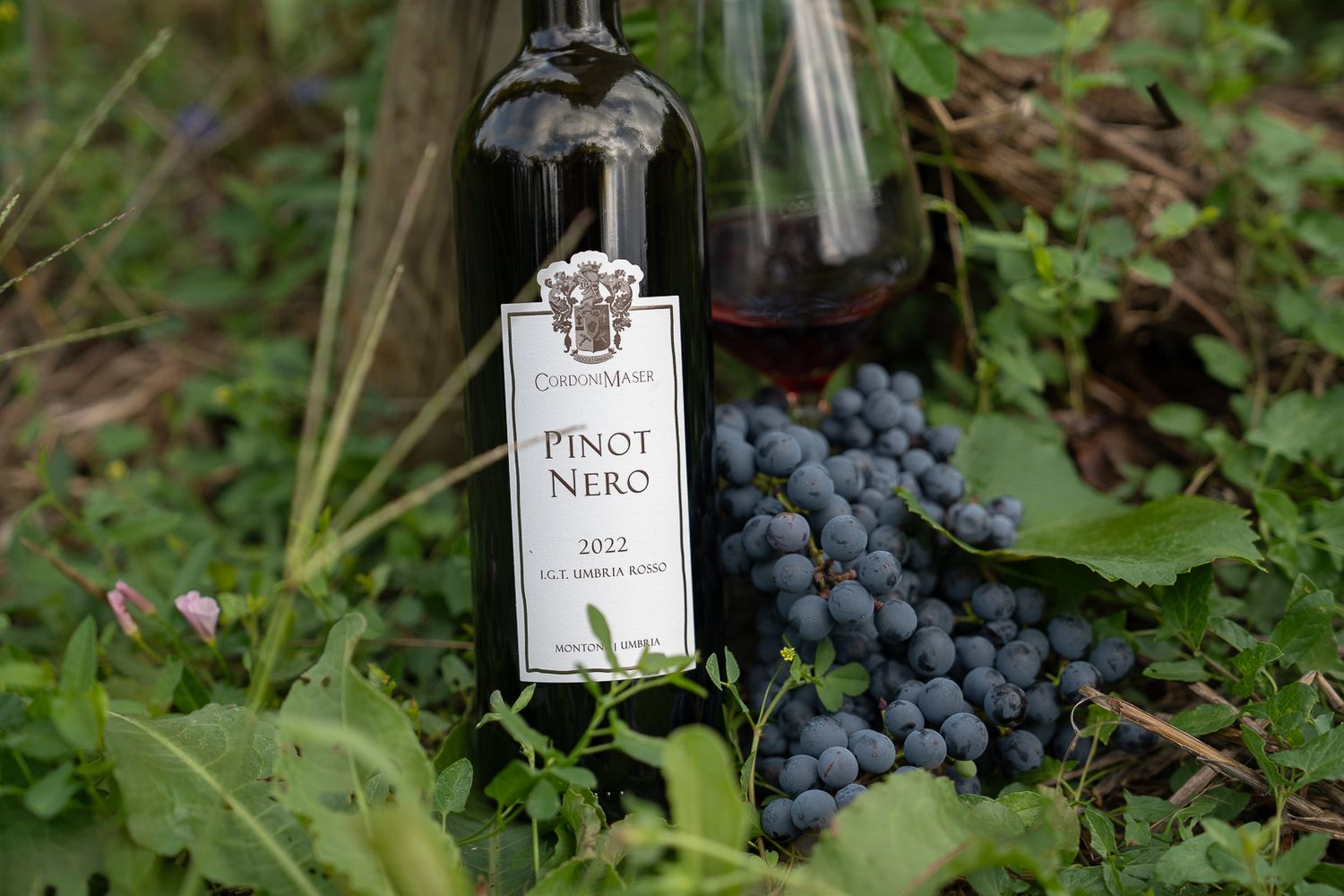 A bottle of Pinot Noir wine sits in green foliage next to fresh clusters of dark purple grapes.