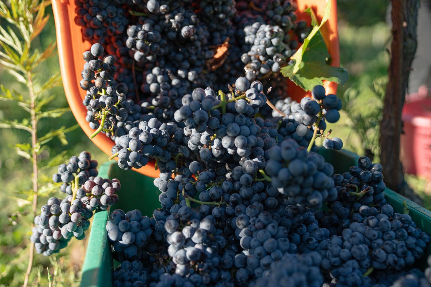 Fresh purple wine grapes hanging in clusters on vines illuminated by golden sunlight in a vineyard.