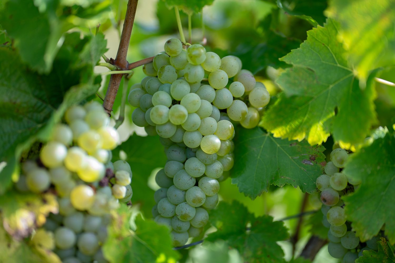 Clusters of ripe green grapes growing on grapevines with lush green leaves in a vineyard.