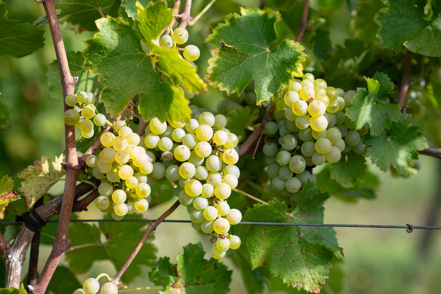 Ripe white wine grapes growing on the vine with bright green leaves in a vineyard.