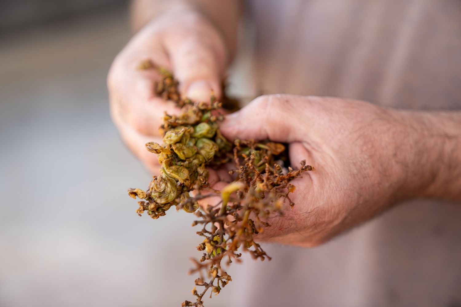 Close-up sequence showing hands pulling apart fresh dried cannabis buds demonstrating the texture and structure of the flowers.