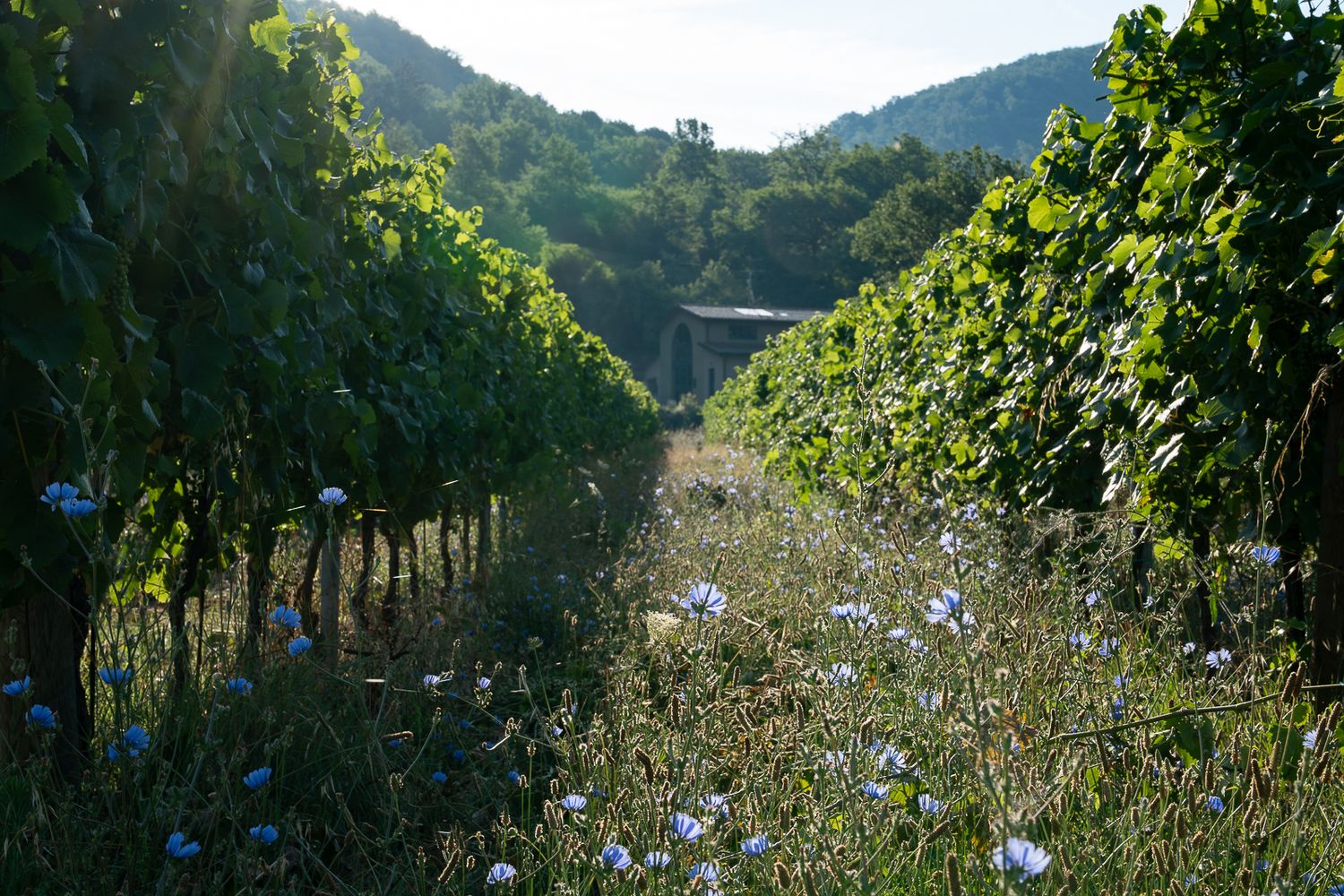 Wildflowers bloom between neat rows of grapevines in a sunny vineyard landscape.