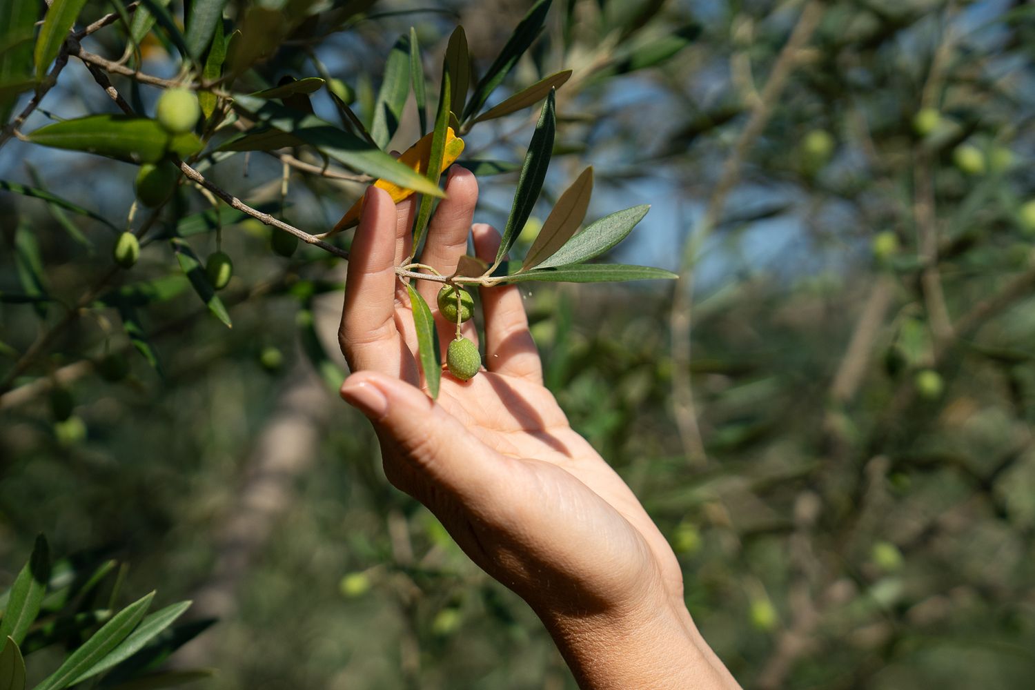 Hand gently touching green olives growing on a tree branch in a sunny orchard.