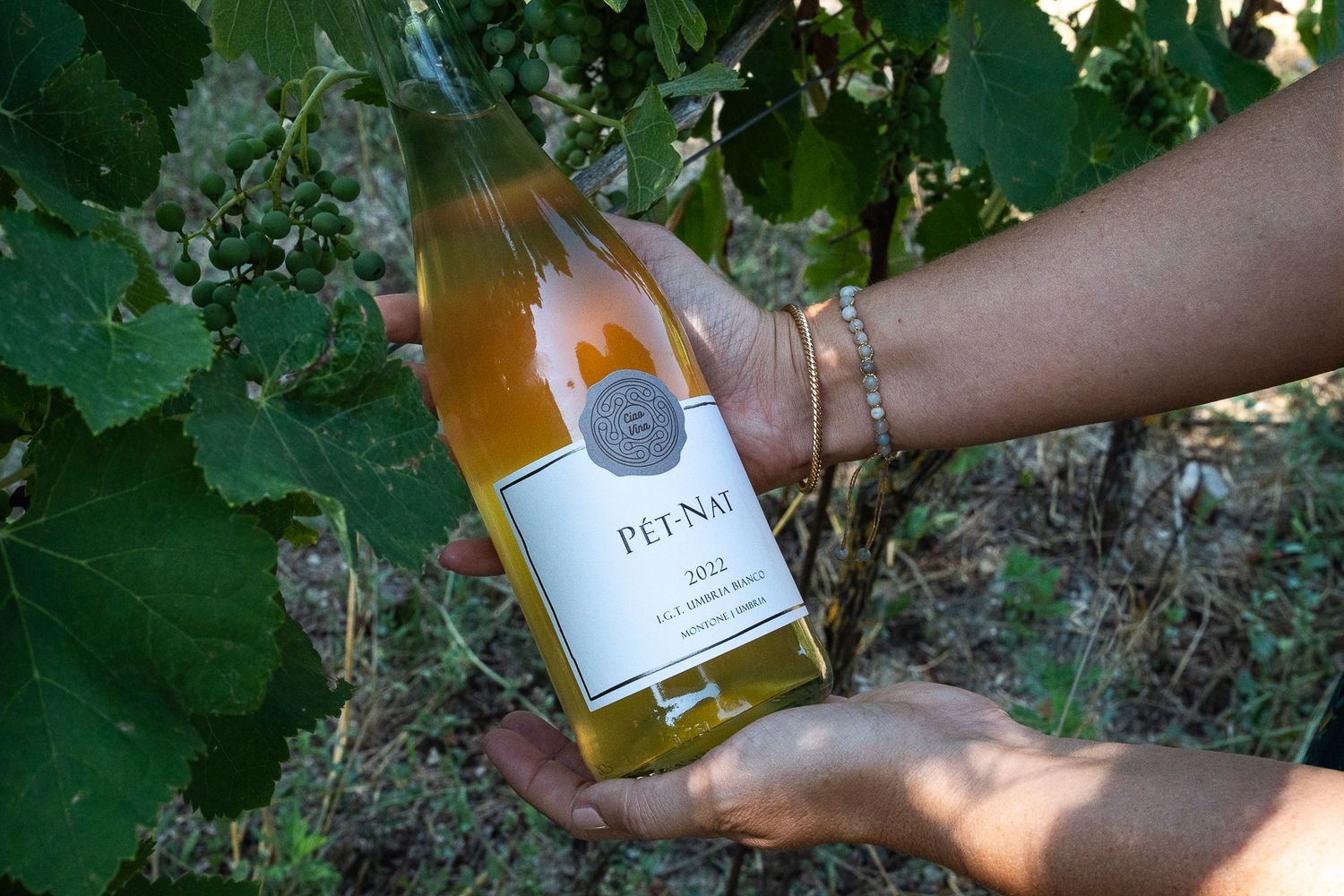 Hand holding bottle of Penso wine among green grape vine leaves.