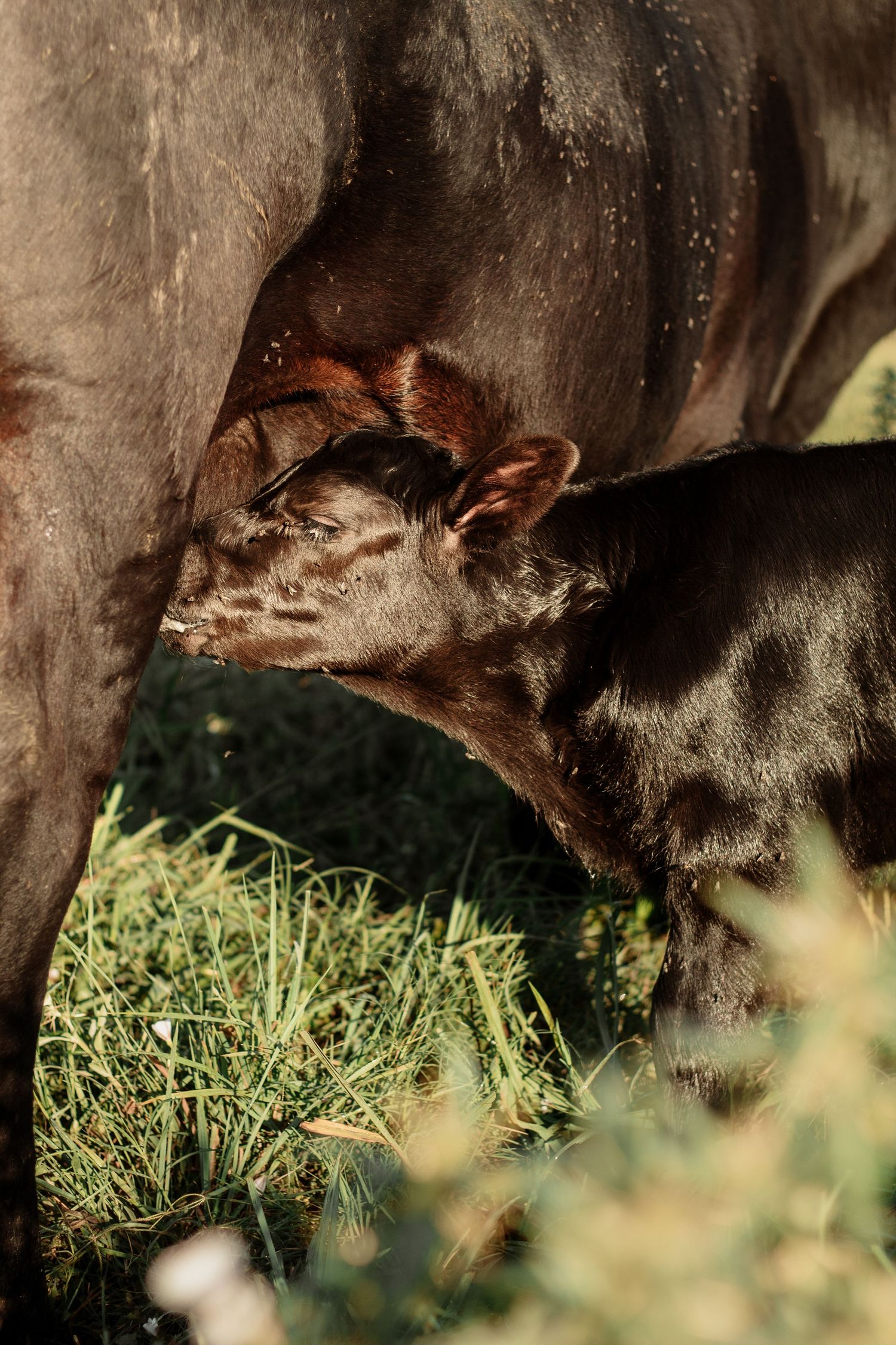 Close-up of newborn calf nursing from mother cow in grassy field.
