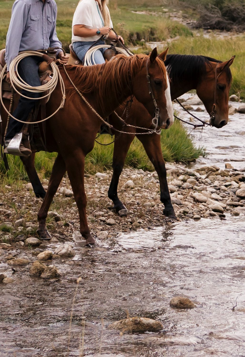Horses wade through a shallow rocky stream while being guided by their riders.