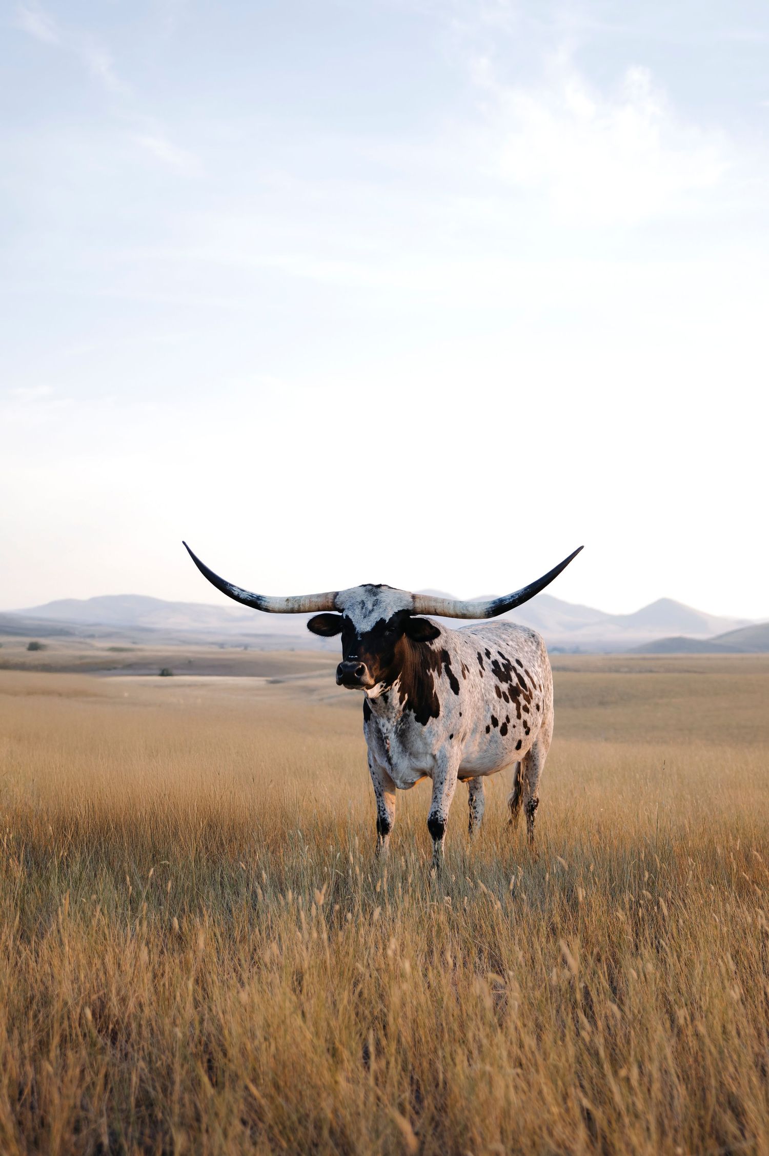 A spotted longhorn steer stands in tall golden grass with mountains in the background.