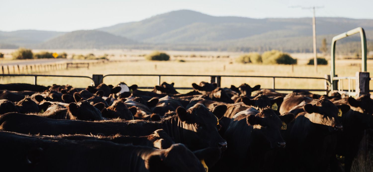 Black cattle crowded in a feedlot pen with arid landscape and mountains in the background.