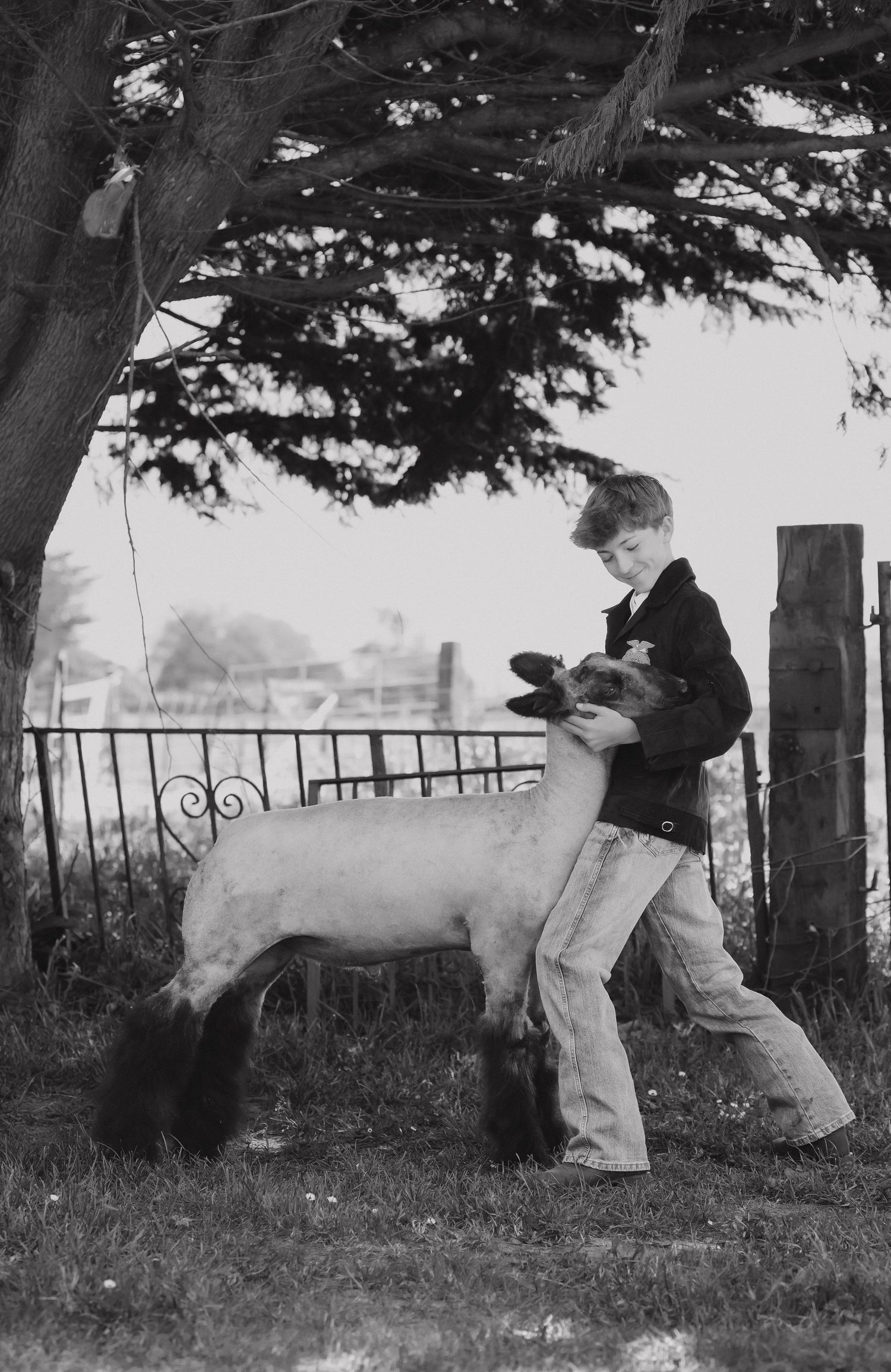 Vintage black and white photo of someone showing a sheep at an agricultural fair.