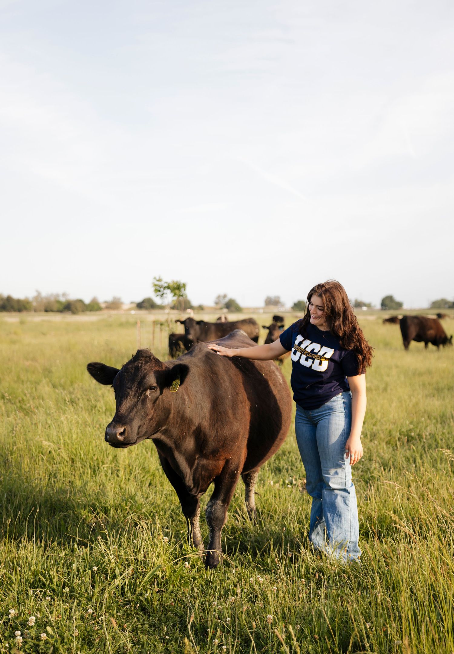 Black cattle grazing in tall grass with senior standing nearby in a sunny pasture.