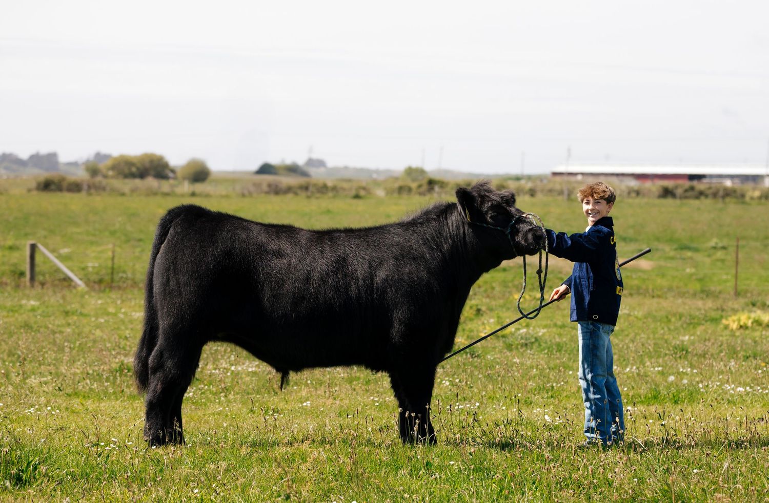 Black cattle standing together in a green pasture field with handlers visible in the background.