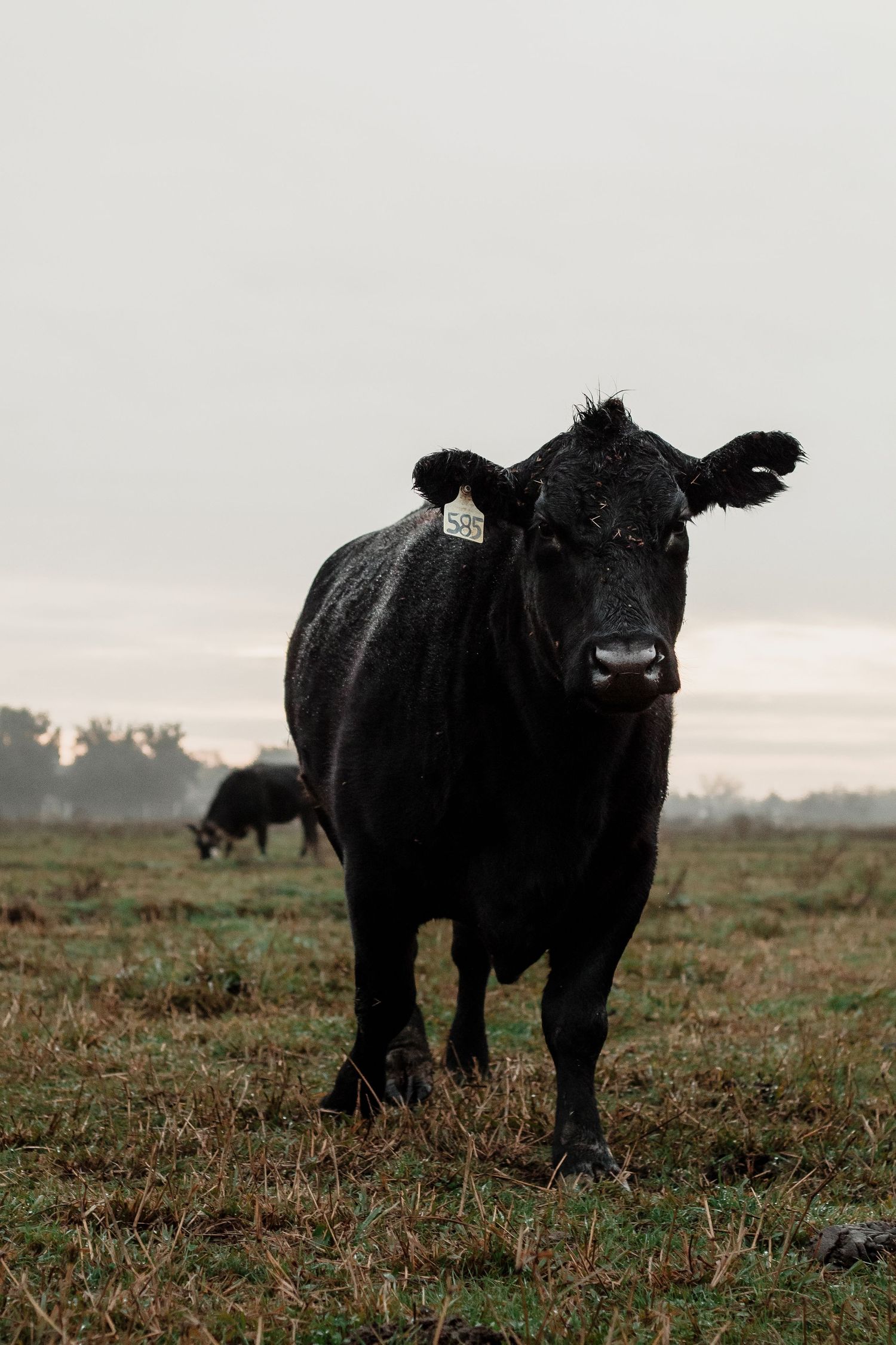 Black Angus cow standing in misty field at dawn.
