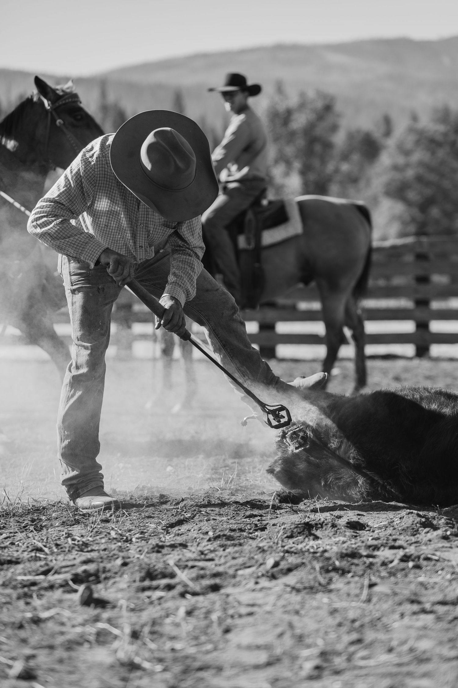 Black and white photo of rancher branding a calf on dusty ground with horse in background.