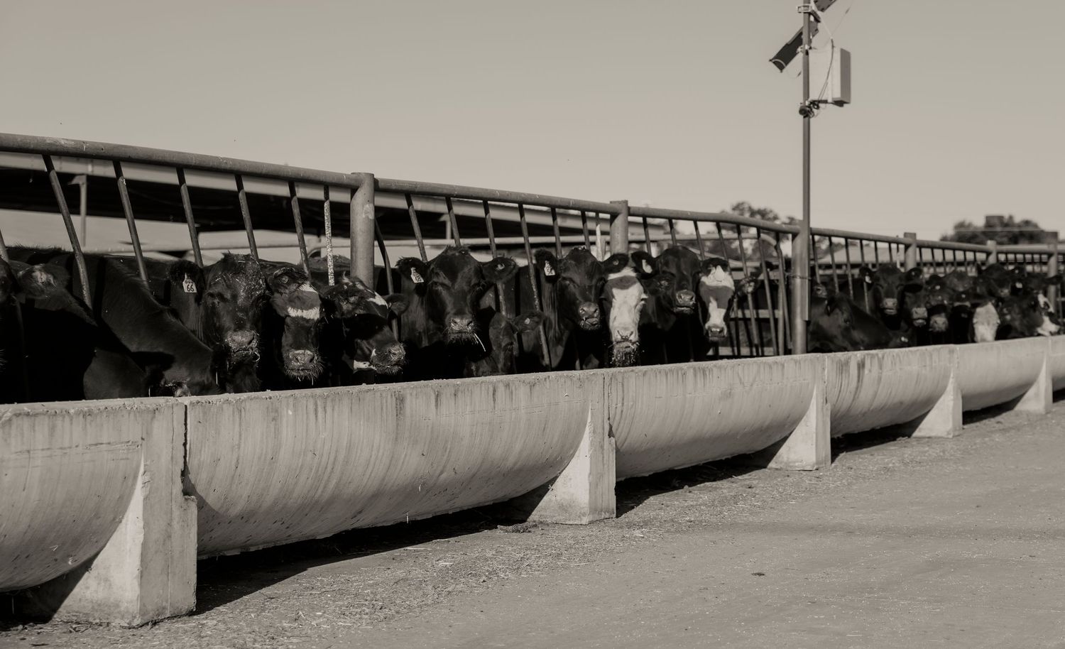 Black and white photo of cattle feeding at a long concrete trough in a crowded feedlot pen.