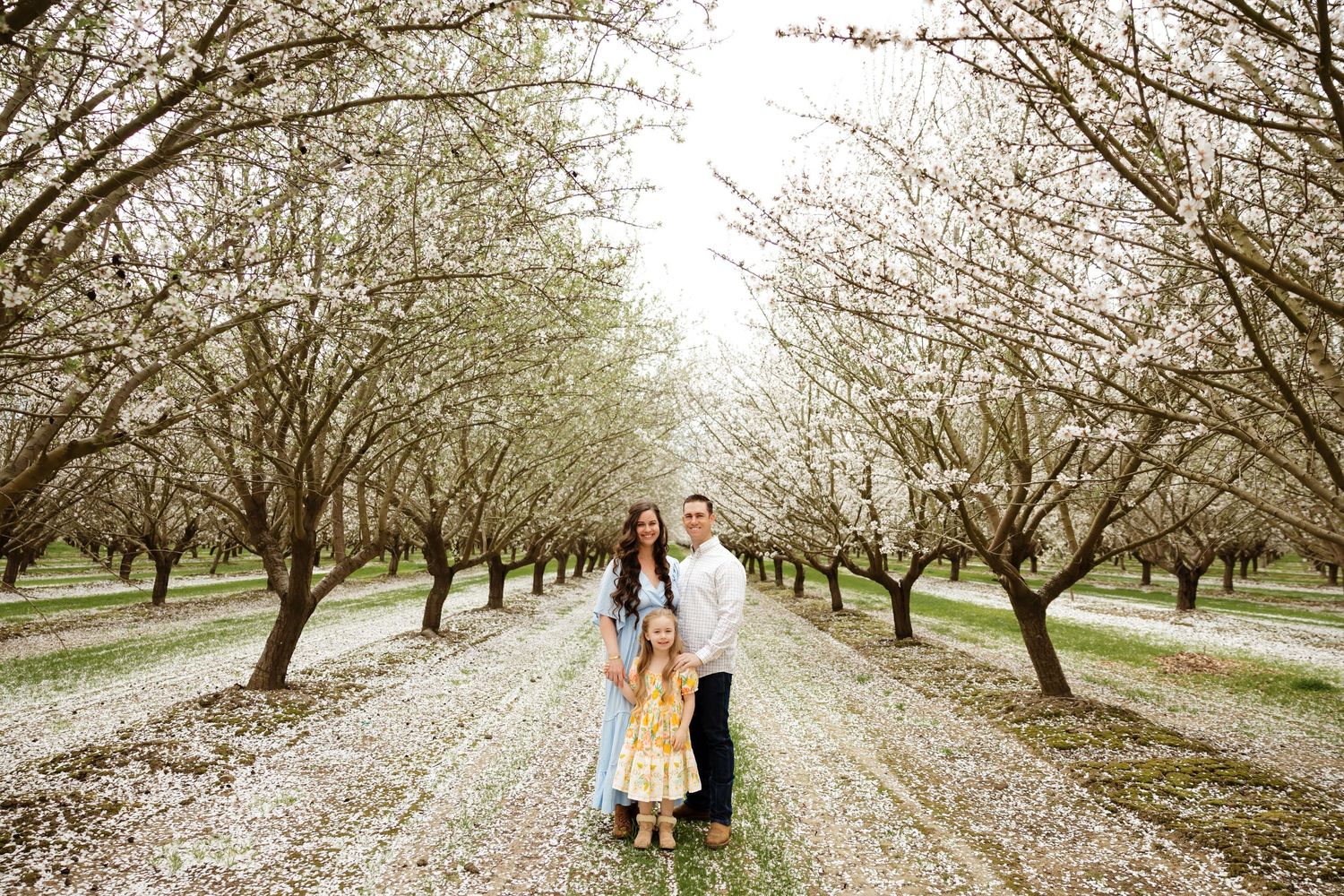 Beautiful orchard with rows of blooming trees creating dreamy white tunnel effect.