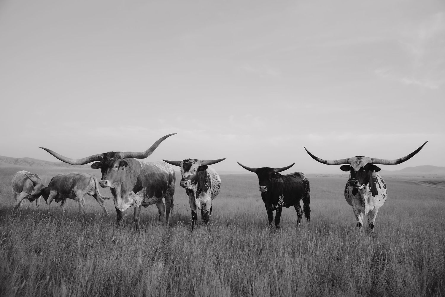 A panoramic view of longhorn cattle grazing in an open prairie landscape.