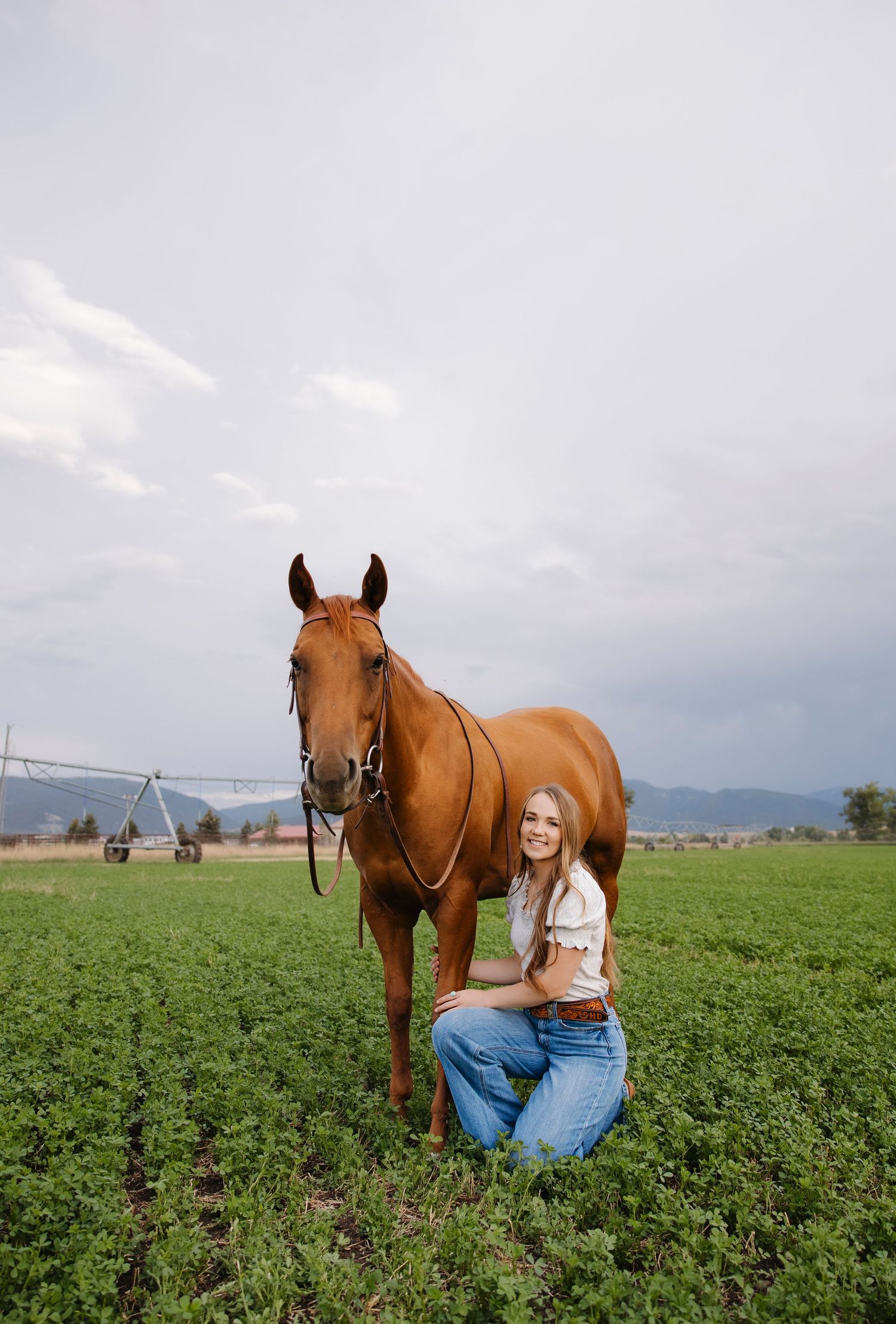 A brown horse stands in an alfalfa field with mountains visible in the background.